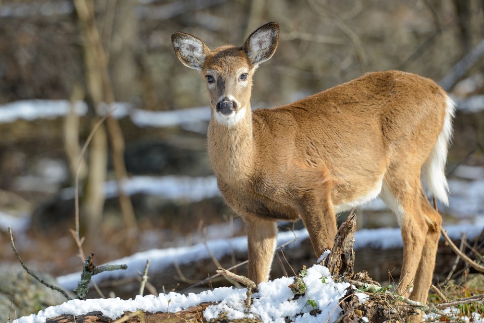 White-tailed deer