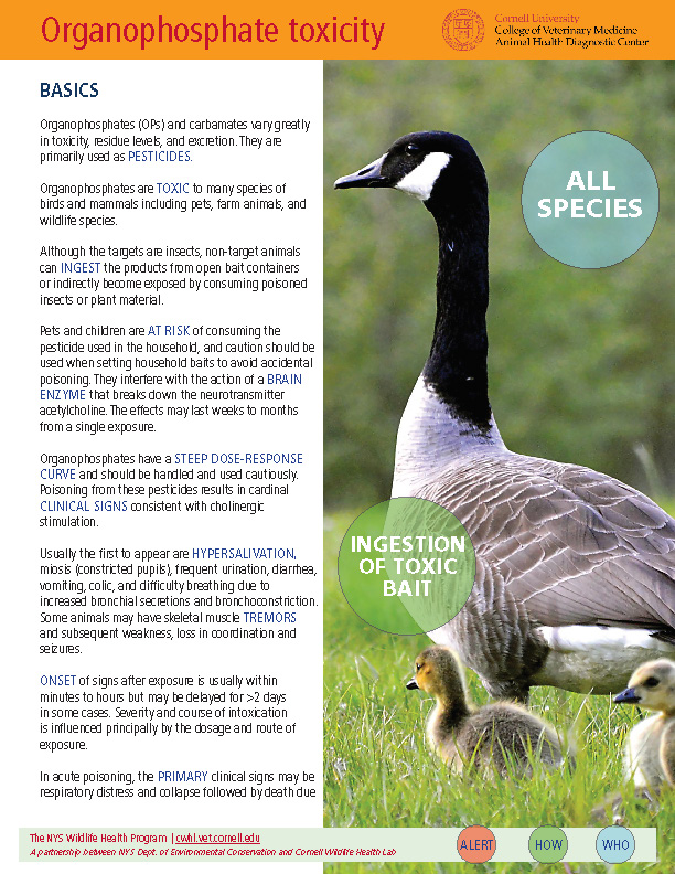 Thumbnail of Fact sheet; click image to download PDF