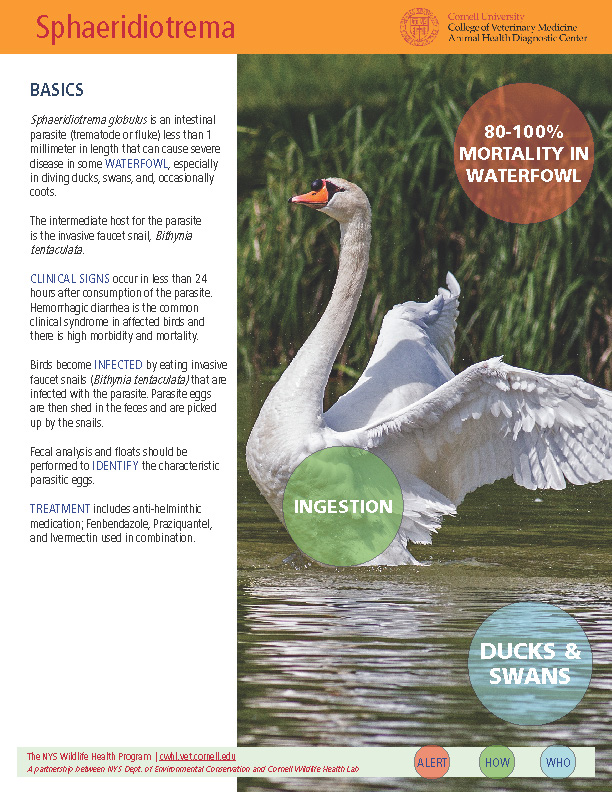 Thumbnail of Fact sheet; click to download PDF