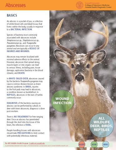 Thumbnail of Fact sheet; click image to download PDF
