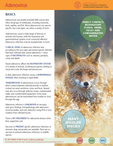 Thumbnail of Fact sheet; click image to download PDF