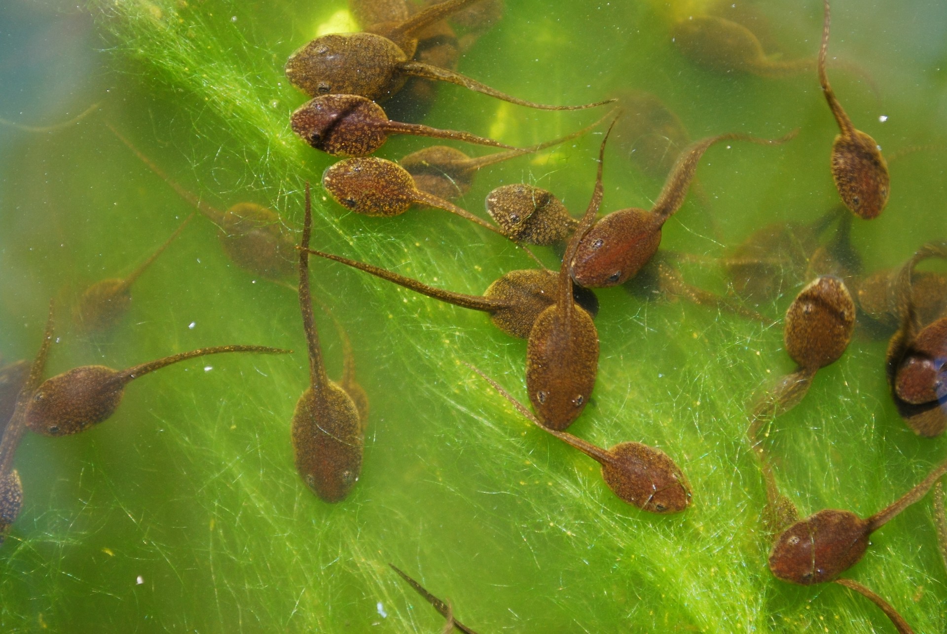 tadpoles