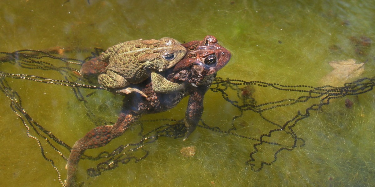 eastern American toads mating
